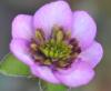 Hepatica japonica B...